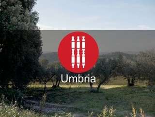 Il paesaggio olivato, visioni dal cielo – le 5 sottozone della Dop Umbria Extravergine d’Oliva