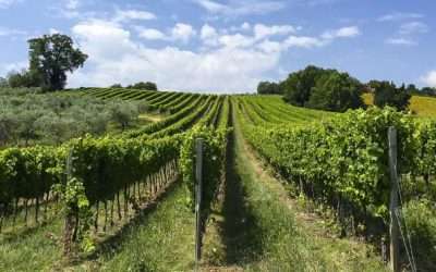 Droinservice con Agricolus® su Quadricottero News spiegano l’uso dei droni in agricoltura