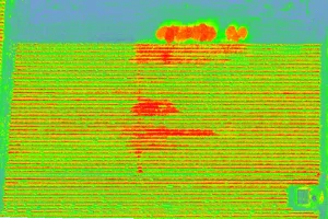 ndvi vigneto senza selezione filari