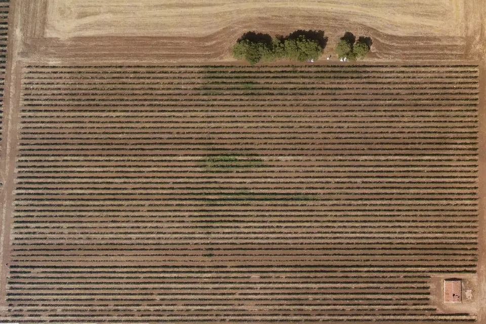 ortofoto rgb vigneto